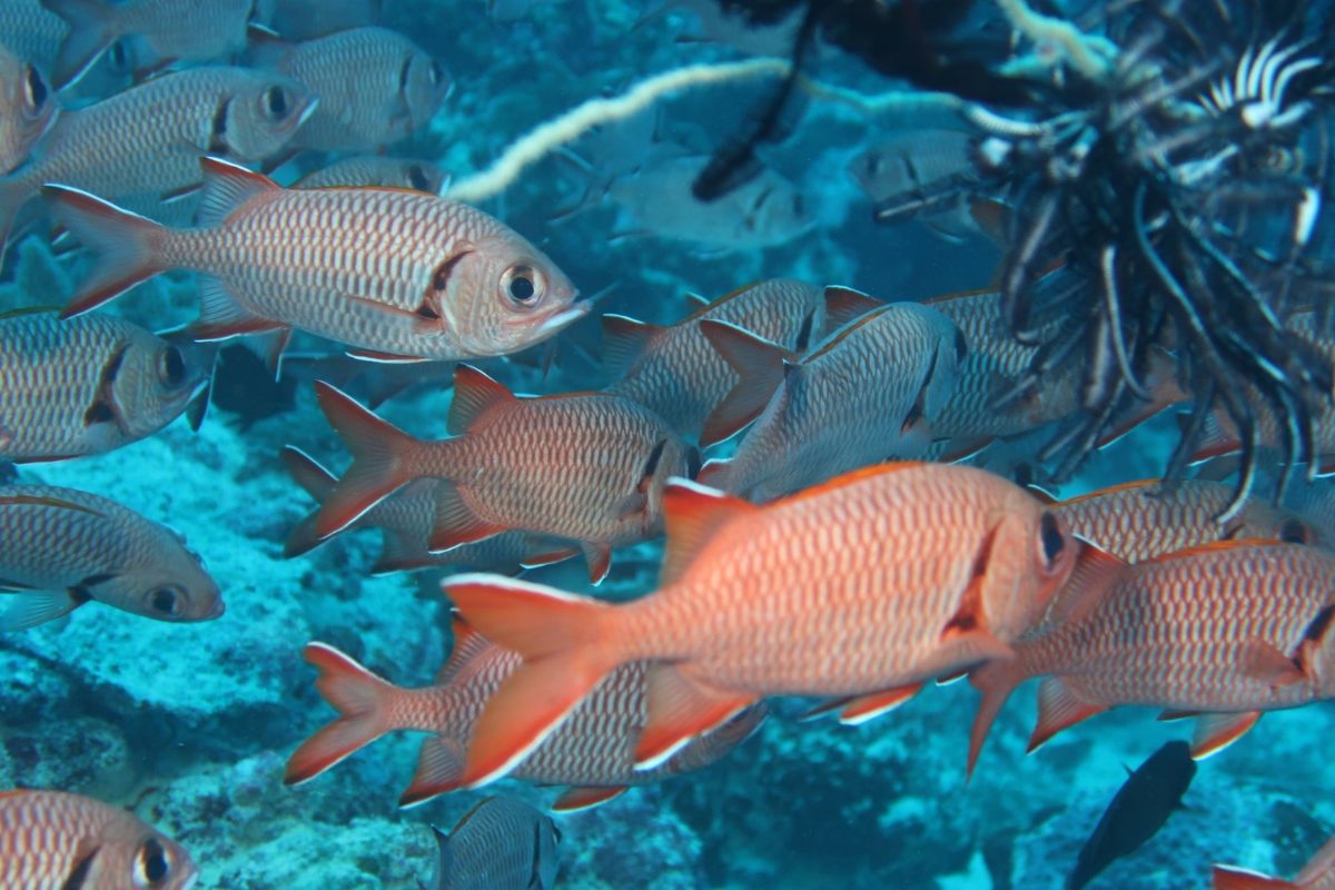 School of red soldierfish over a Palau reef