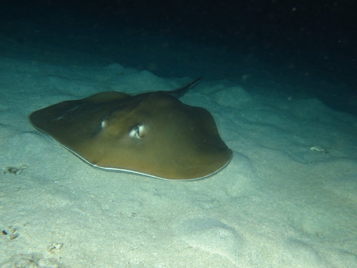 Stingray on the sand in Komodo National Park