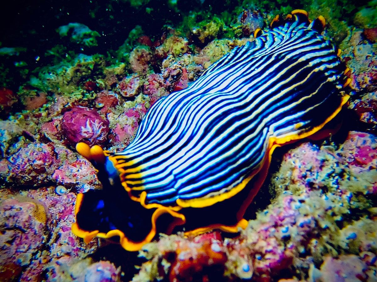 A blue and white striped nudibranch