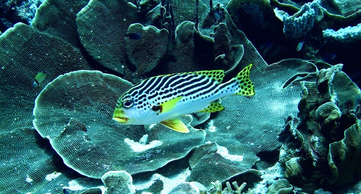 Oriental sweetlips over plate coral in Komodo National Park