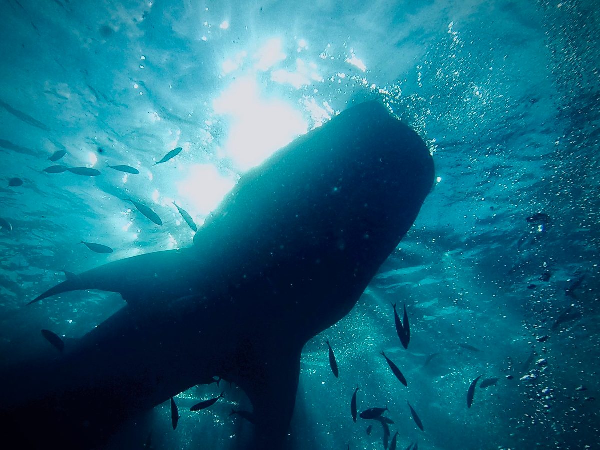 A whale shark seen from below off southern Cebu, Philippines, August 2023
