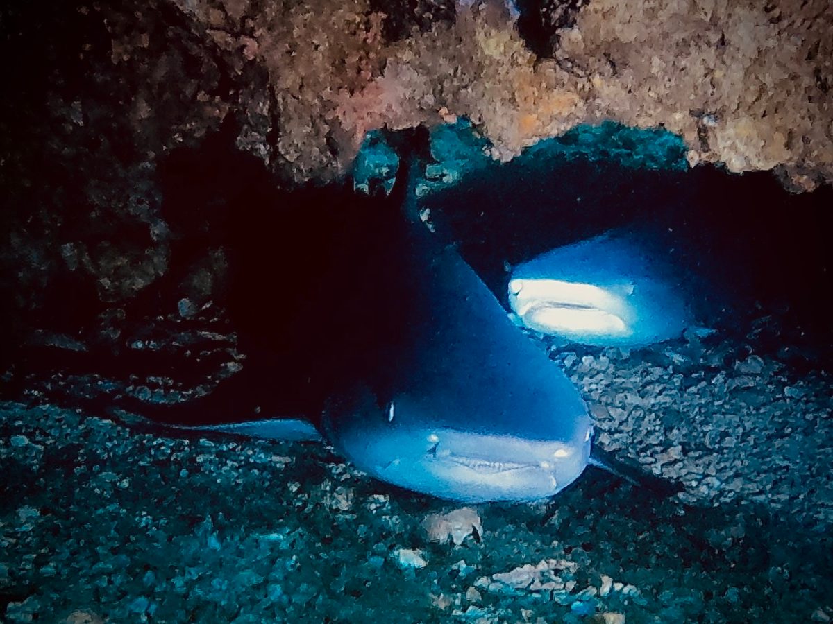 Two whitetip reef sharks resting under a ledge