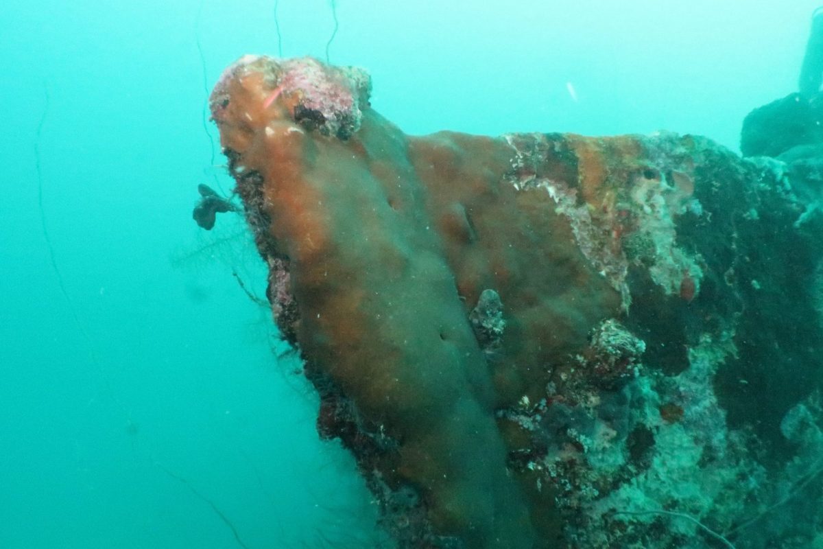 Coral-covered hull of a WWII wreck in Palau