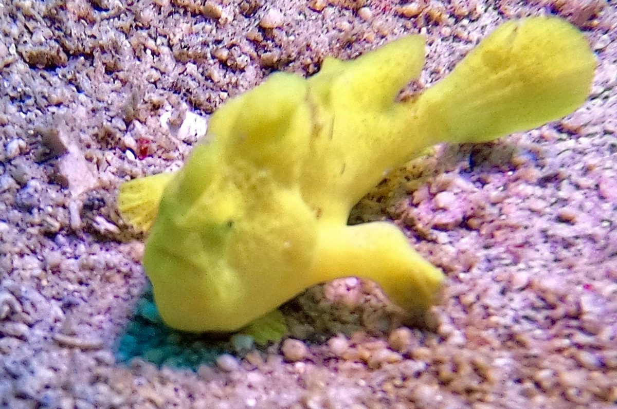 A bright yellow frogfish on the sand