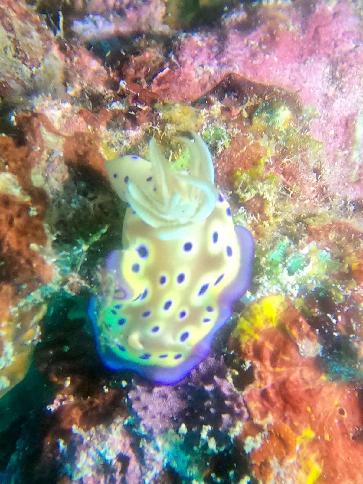 A yellow nudibranch with purple edges
