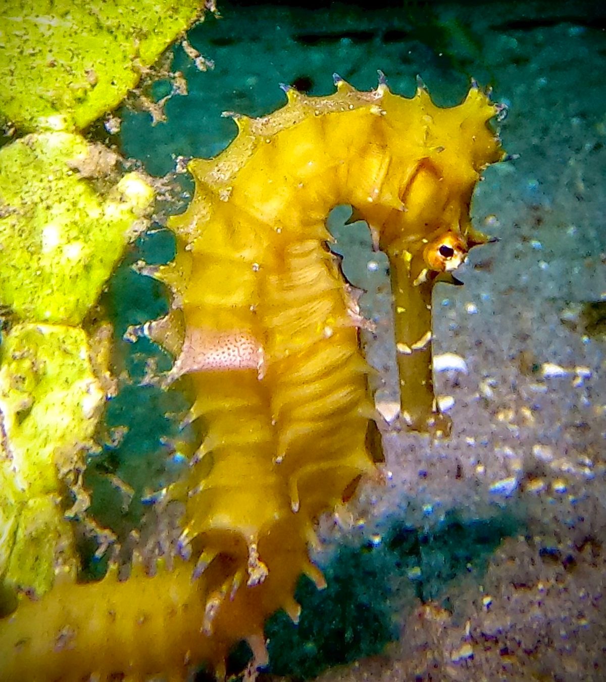 A yellow seahorse